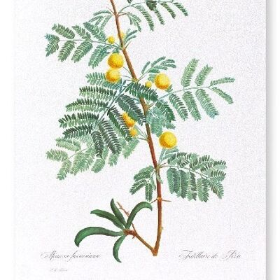 SWEET ACACIA  (FULL): Art Print