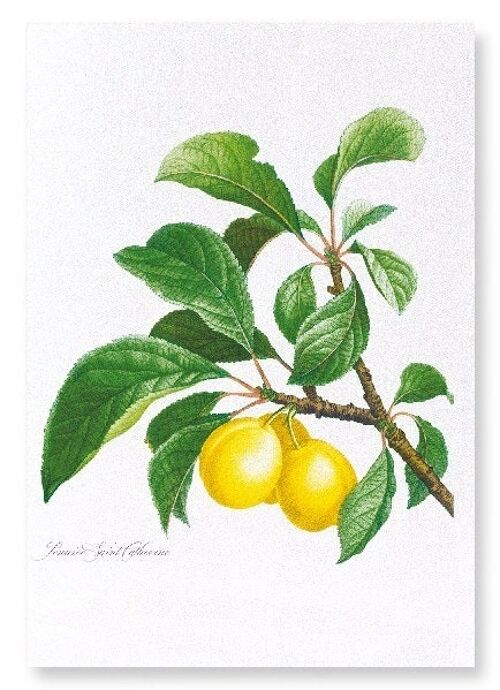 PLUMS ON A BRANCH   (FULL): Art Print