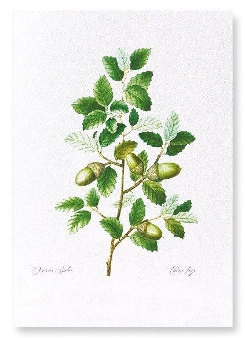 CORK OAK TREE ACORNS  (FULL): Art Print