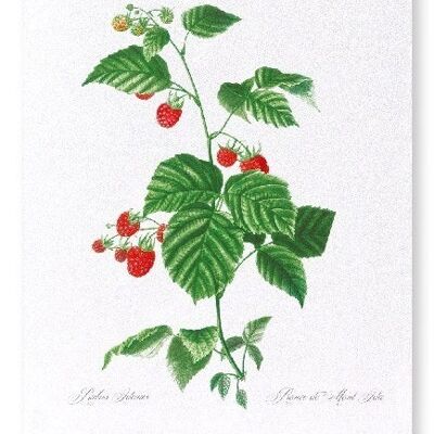 RASPBERRY BRANCH   (FULL): Art Print