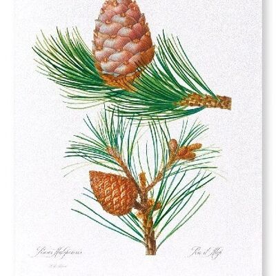 ALEPPO PINE & CONIFER CONES  (FULL): Art Print