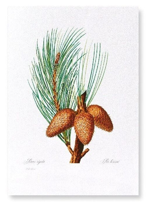 PITCH PINE  (FULL): Art Print