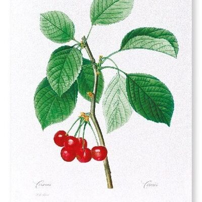 CHERRIES  (FULL): Art Print