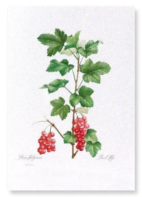 REDCURRANT FRUIT  (FULL): Art Print