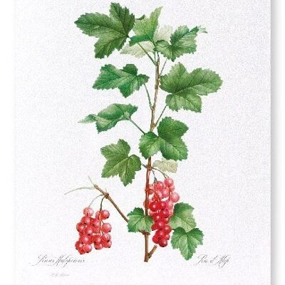 REDCURRANT FRUIT  (FULL): Art Print