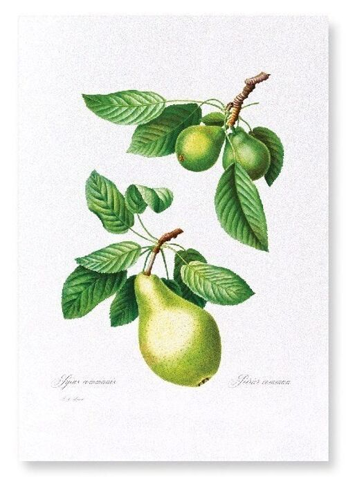 PEAR NO.1  (FULL): Art Print