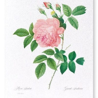 PINK ROSE NO.1  (FULL): Art Print