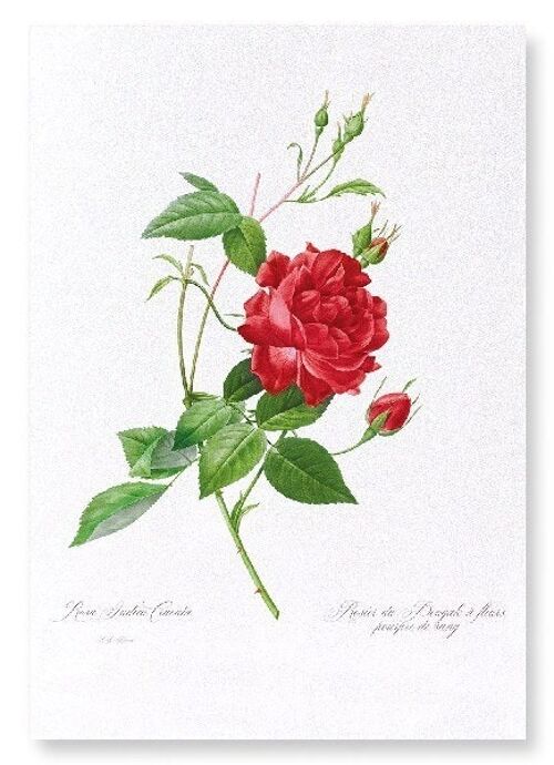 RED BENGAL RED ROSE  (FULL): Art Print
