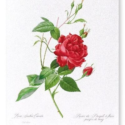 RED BENGAL RED ROSE  (FULL): Art Print
