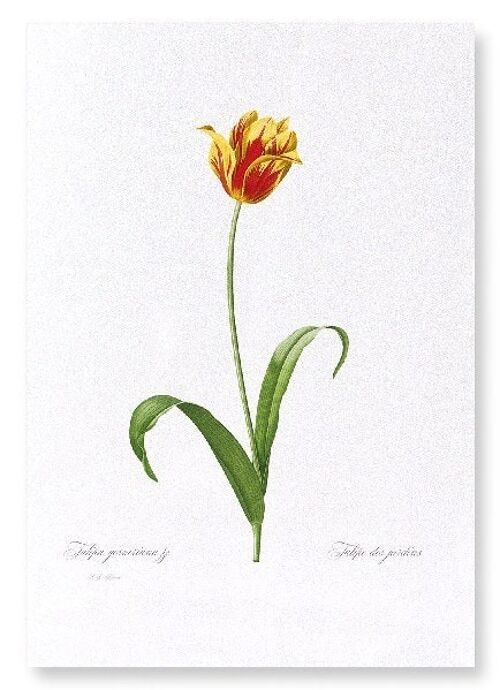 DIDIER'S TULIP  (FULL): Art Print