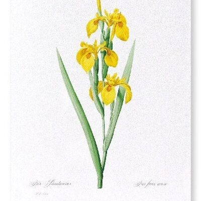 GELBE IRIS (VOLL): Kunstdruck