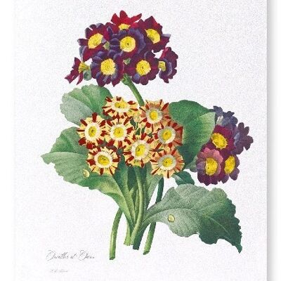 PRIMULA AURICULA NO.2 (FULL): Kunstdruck