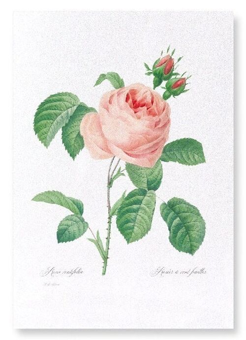 PINK ROSE NO.2  (FULL): Art Print
