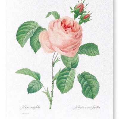 PINK ROSE NO.2  (FULL): Art Print