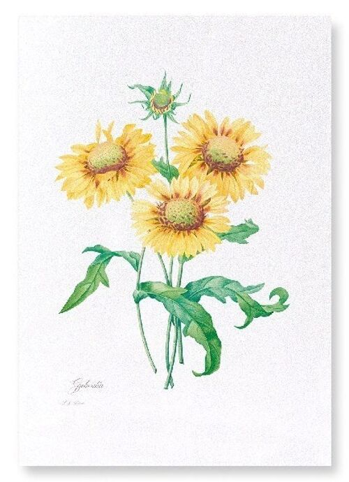 GALLARDIA BLANKET FLOWER  (FULL): Art Print