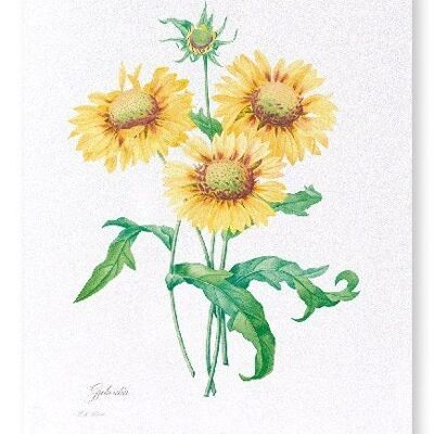 GALLARDIA BLANKET FLOWER  (FULL): Art Print