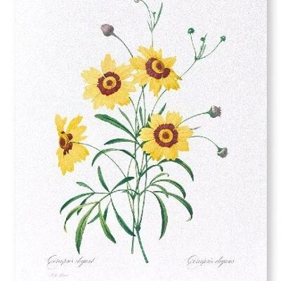 TICKSEED COREOPSIS (COMPLETO): Stampa artistica