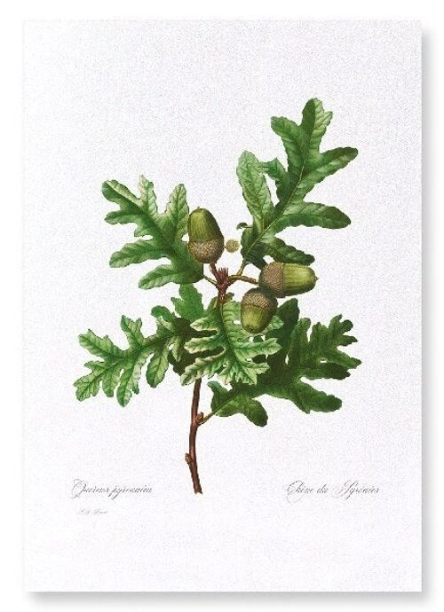 PYRENEAN OAK  (FULL): Art Print