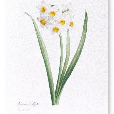 SACRED LILY  (FULL): Art Print