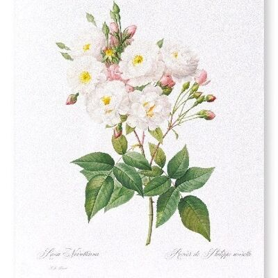 NOISETTE ROSE  (FULL): Art Print