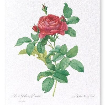 GALLICA ROSE PONTIANA  (FULL): Art Print