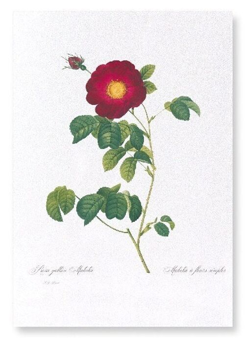 ROSA GALLICA MAHEKA  (FULL): Art Print