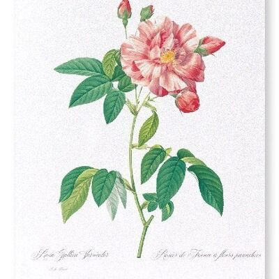 GALLICA ROSE VERSICOLOR  (FULL): Art Print