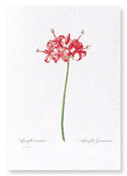GUERNSEY OR JERSEY LILY  (FULL): Art Print