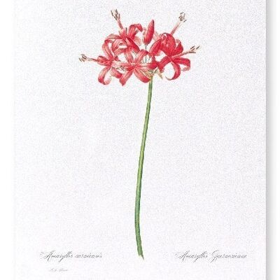 GUERNSEY OR JERSEY LILY  (FULL): Art Print