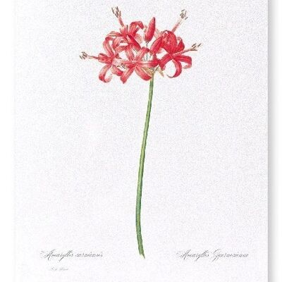 GUERNSEY O JERSEY LILY (COMPLETO): Stampa artistica