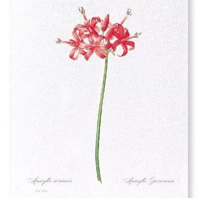 GUERNESEY OU JERSEY LILY (COMPLET): Impression artistique