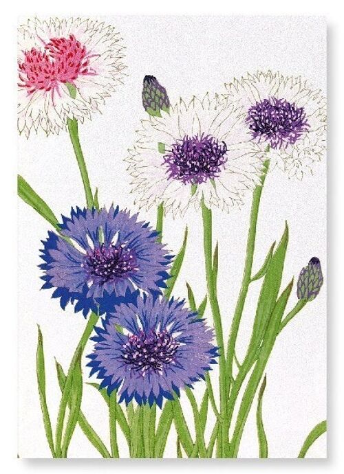 CORNFLOWER Art Print