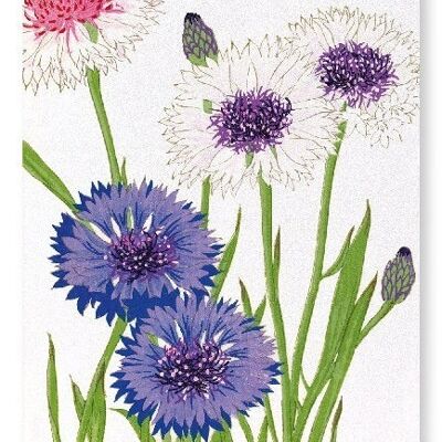 CORNFLOWER Art Print