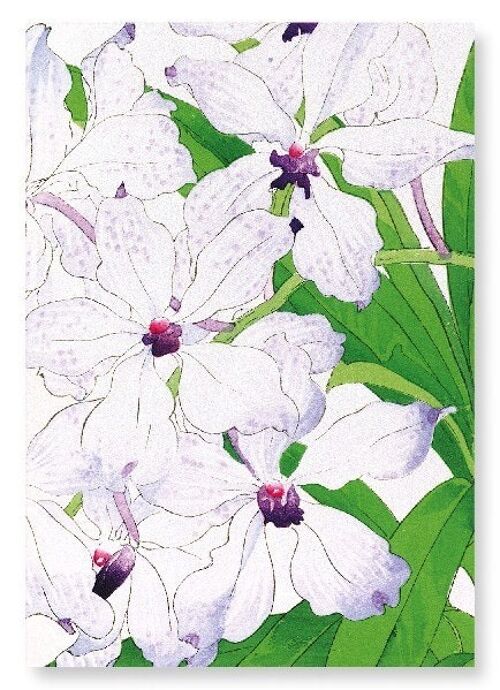 ORCHID FLOWERS Art Print