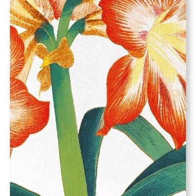 AMARYLLIS Art Print