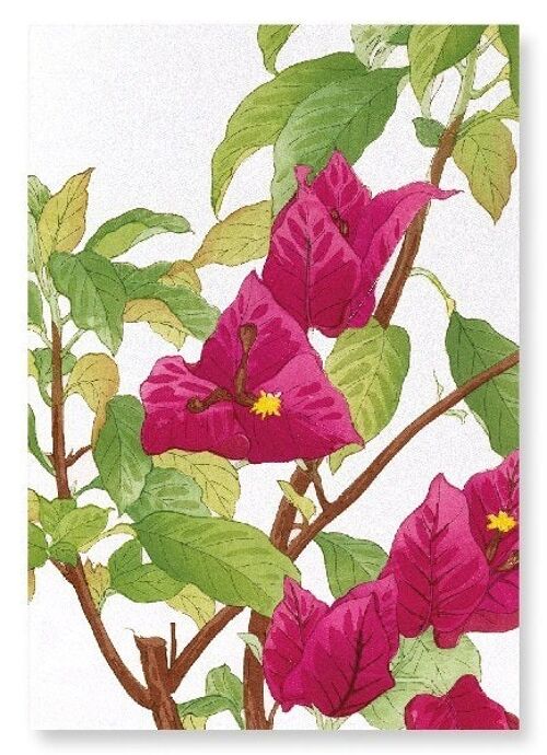 BOUGAINVILLEA Art Print