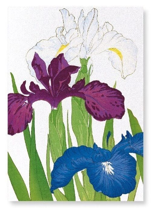 IRIS Art Print