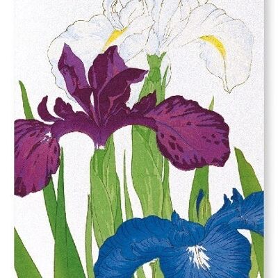 IRIS Art Print