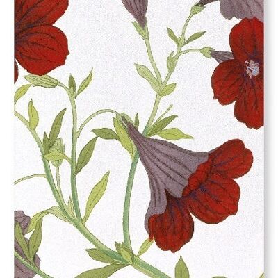 PETUNIA BLUME Kunstdruck