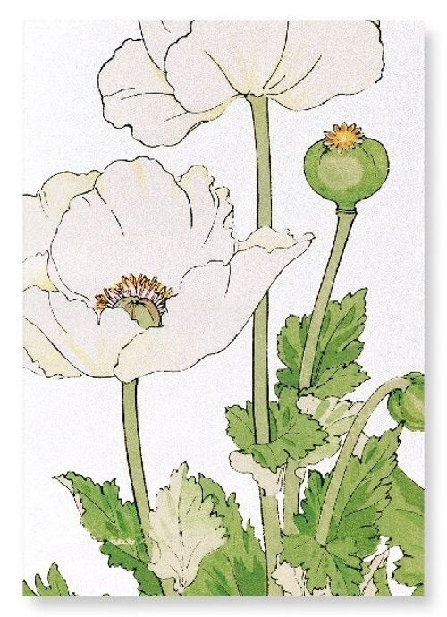 POPPY Art Print