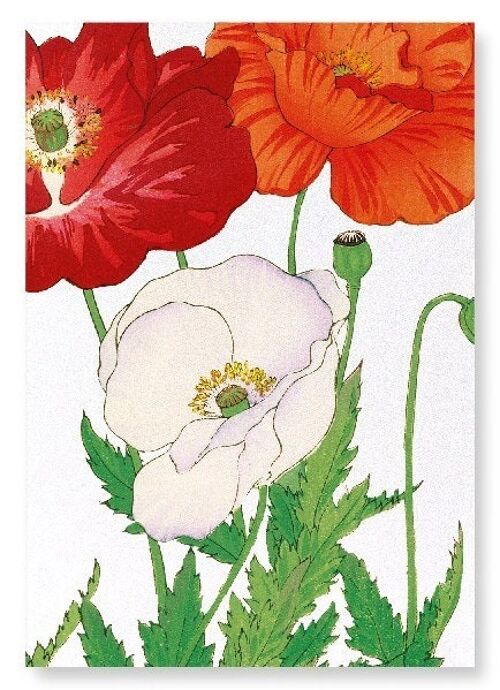 THREE POPPIES Art Print