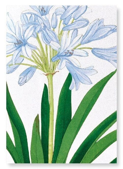 AGAPANTHUS Art Print