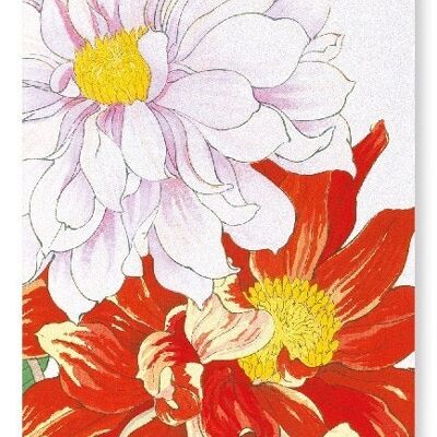 DAHLIA FLOWERS Art Print