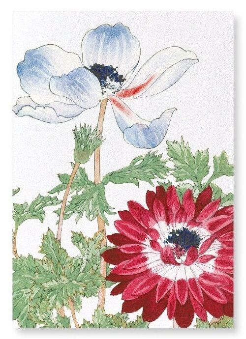 BLUE AND RED ANEMONE Art Print
