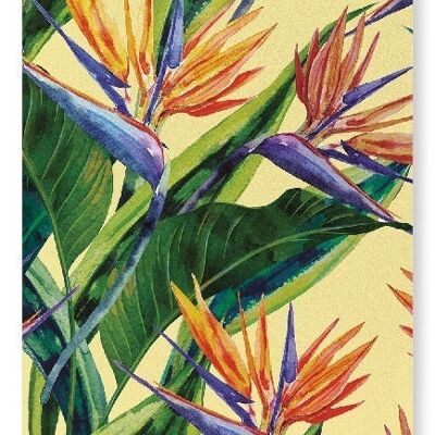 BIRDS OF PARADISE Art Print