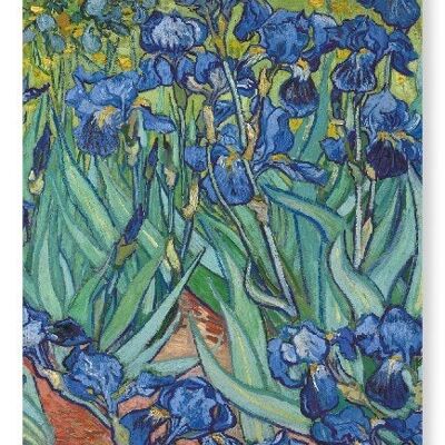 IRIS DI VAN GOGH Stampa artistica