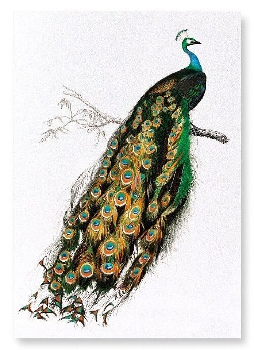 INDIAN PEAFOWL Art Print