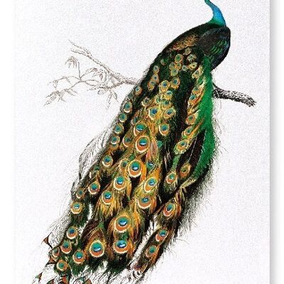 INDIAN PEAFOWL Art Print