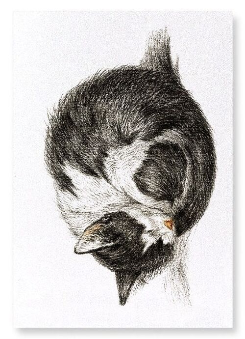 CURLED UP SLEEPING CAT 1825  Art Print