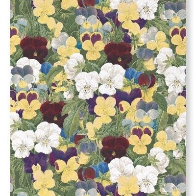 PANSIES Art Print